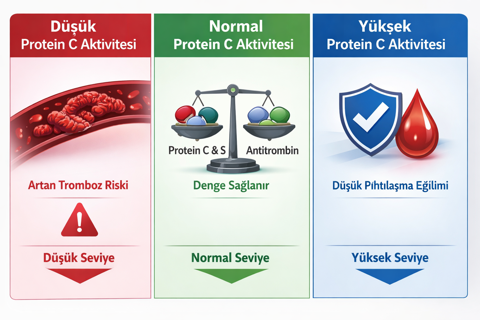 Protein C Aktivitesi Testi Protein C Aktivitesi Testi