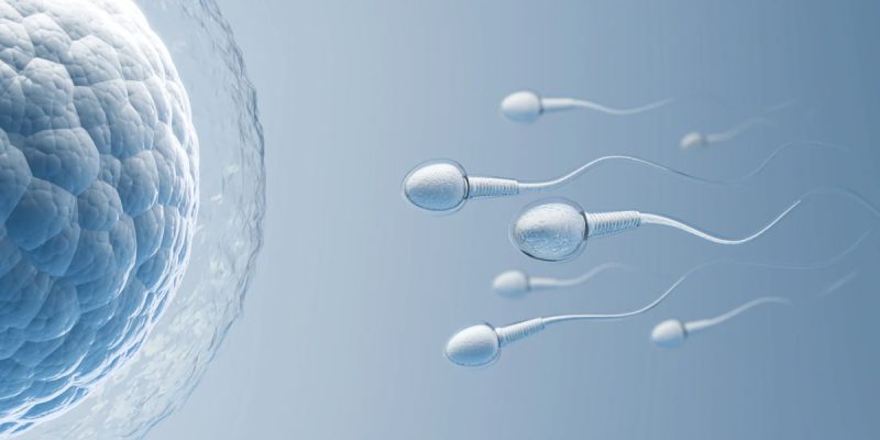 Sperm Testi Normal Değerleri