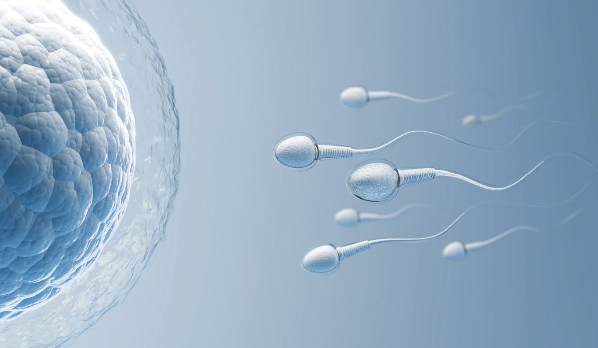 Sperm Testi Normal Değerleri