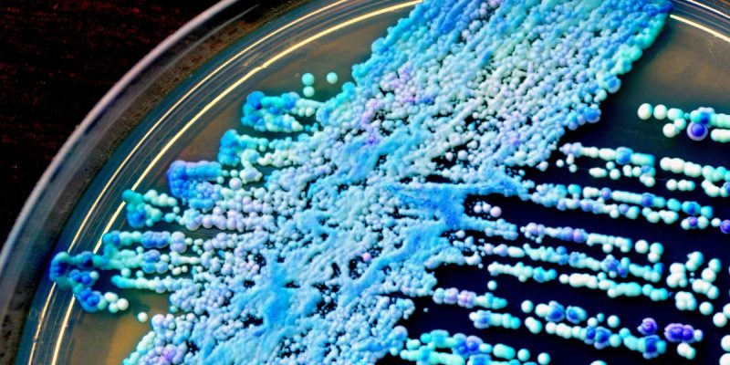 Candida Nedir?
