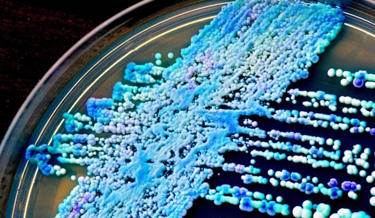 Candida Nedir?