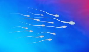 Sperm Kalitesini Nasıl Anlarız?