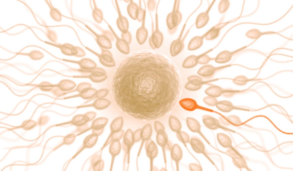 Sperm Testi Fiyatı