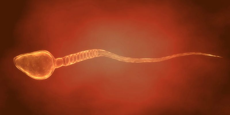 Spermde Normal Morfoloji Kaç Olmalı?
