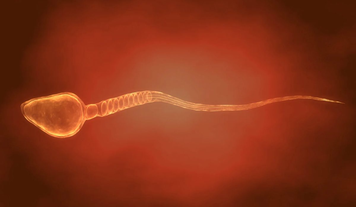 Spermde Normal Morfoloji Kaç Olmalı?