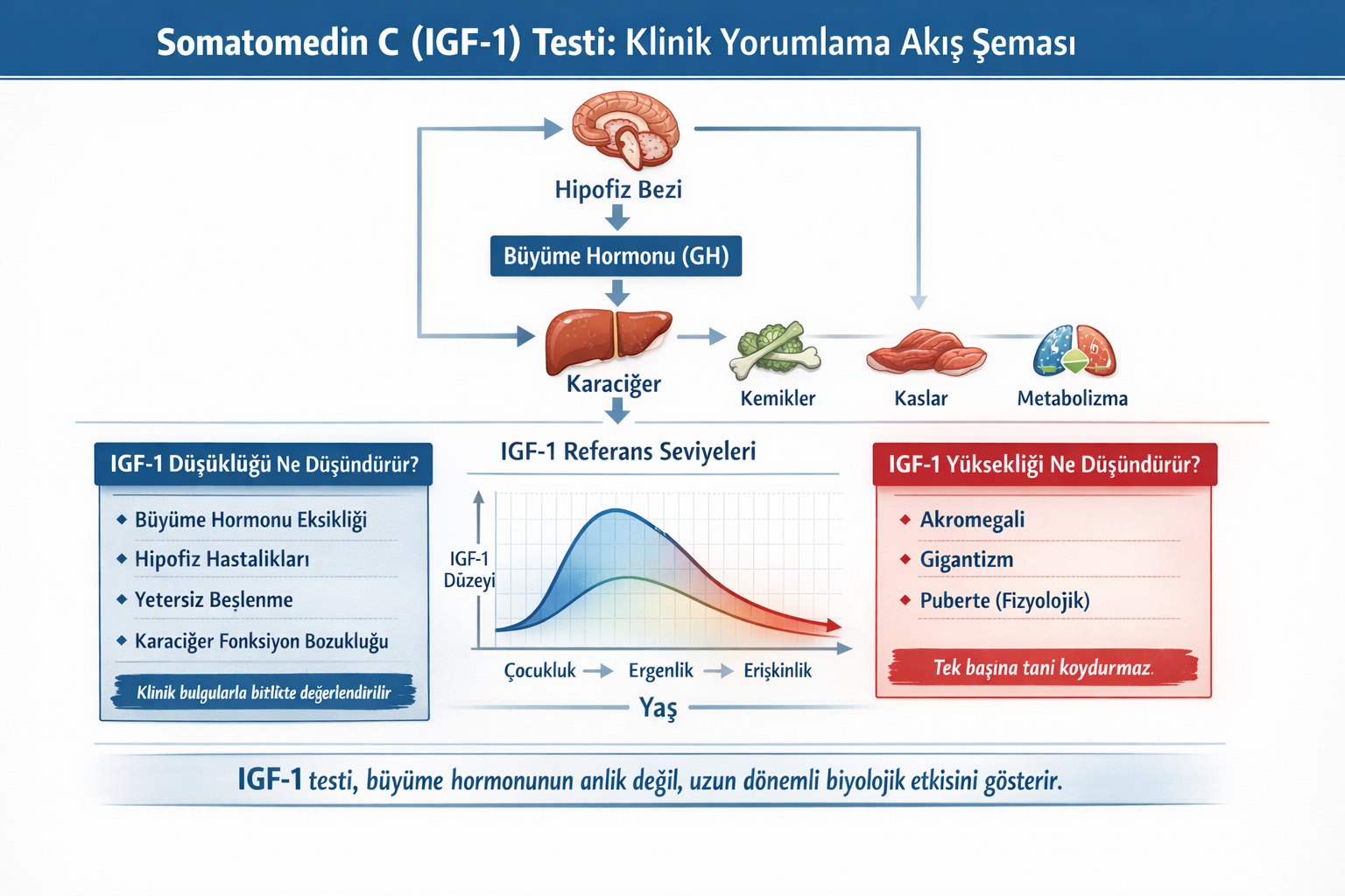 Somatomedin C (IGF-1) Testi